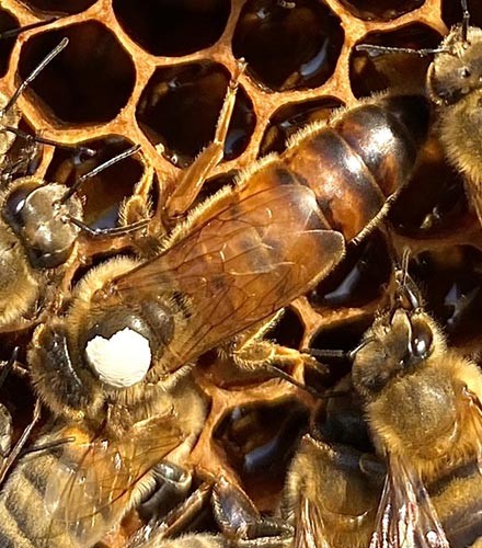 Matki pszczele Meda