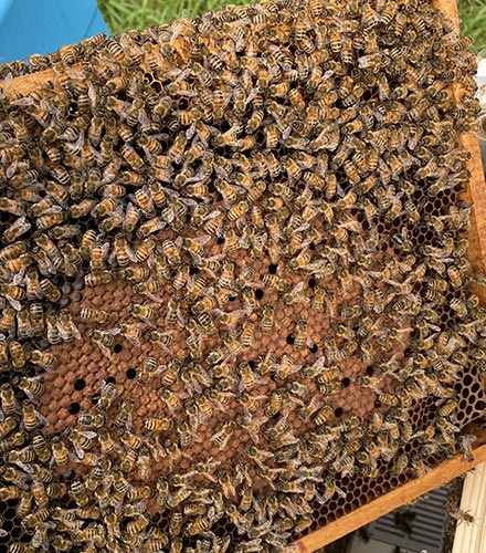 Odkłady pszczele z własnej hodowli