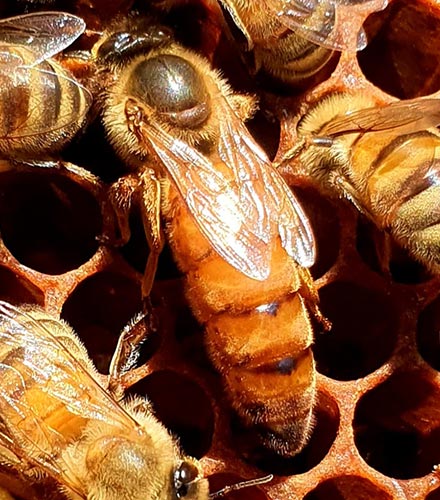 Matki pszczele Sahariensis