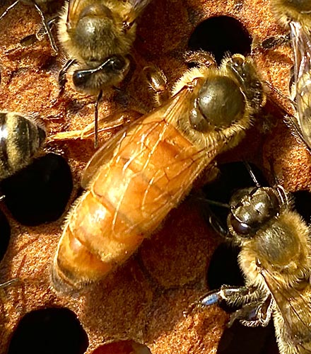 Matki pszczele Włoszka Ligustica