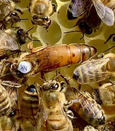 Matki pszczele Anatolica